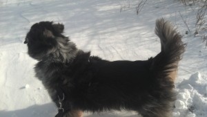 Roo playing in the snow! December 2012
