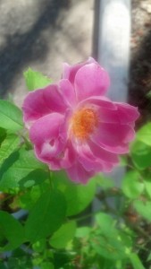 IMG_20130825_105707_213