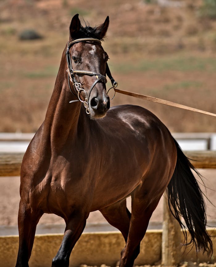 Close-up of a sleek brown Arabian horse standing outdoors with a bridle.