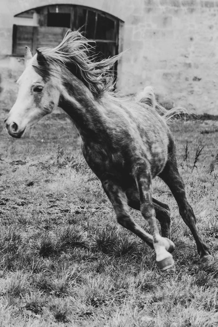 A stunning Arabian horse with flowing mane captured in motion, showcasing its elegance and speed.