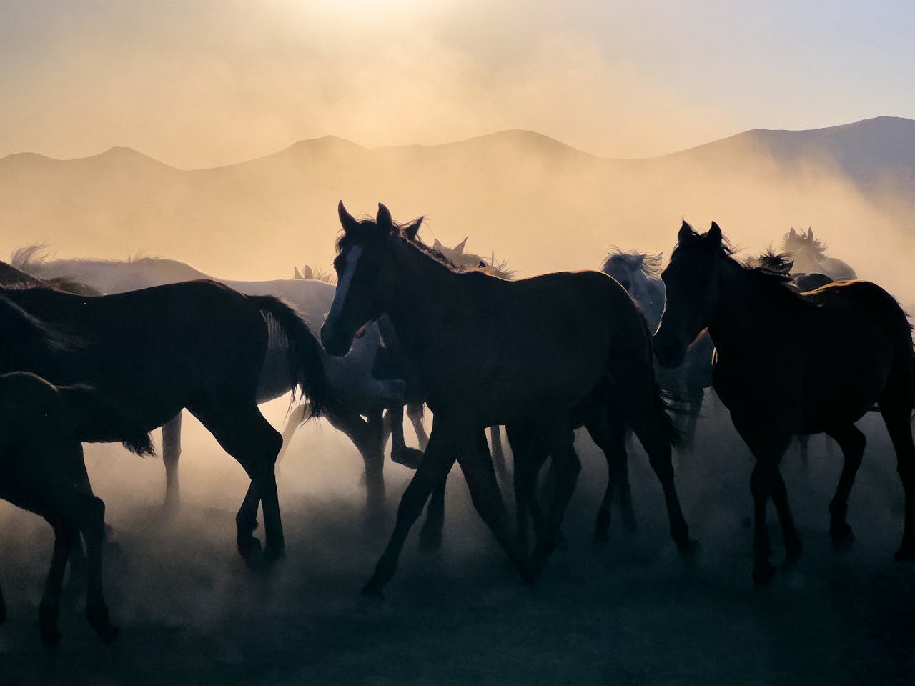 A mesmerizing shot of horses running through dusty terrain at sunset in Hacılar, Kayseri, Türkiye.