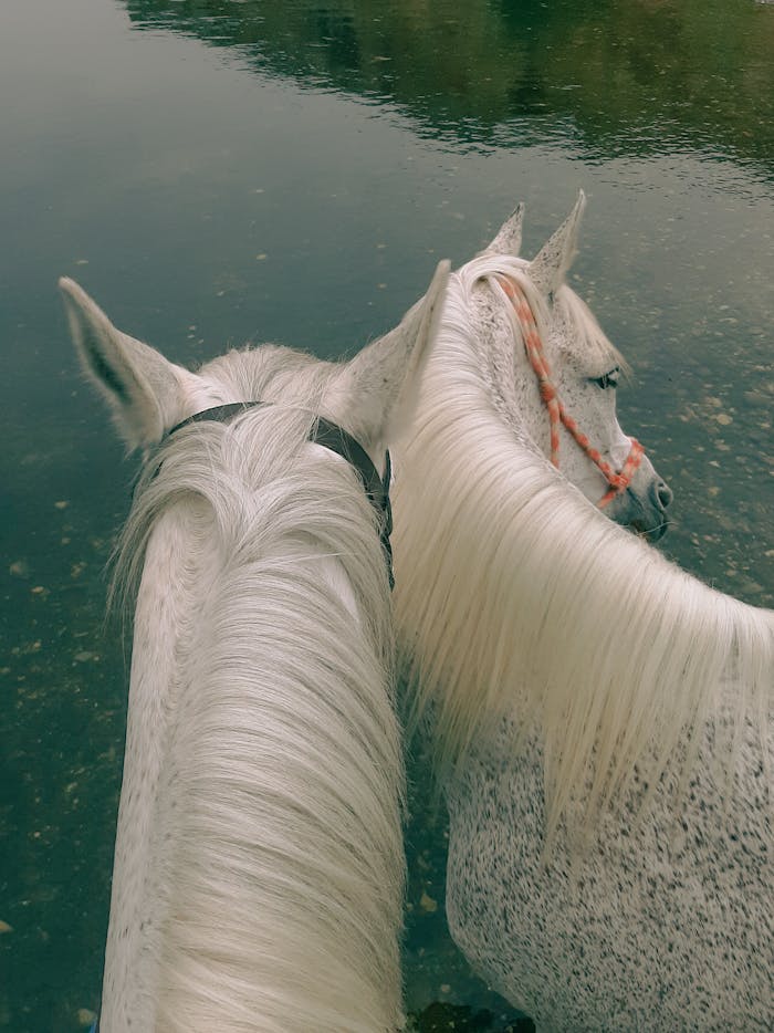 Serene image of two white horses standing side by side by a calm river, showcasing nature's beauty.