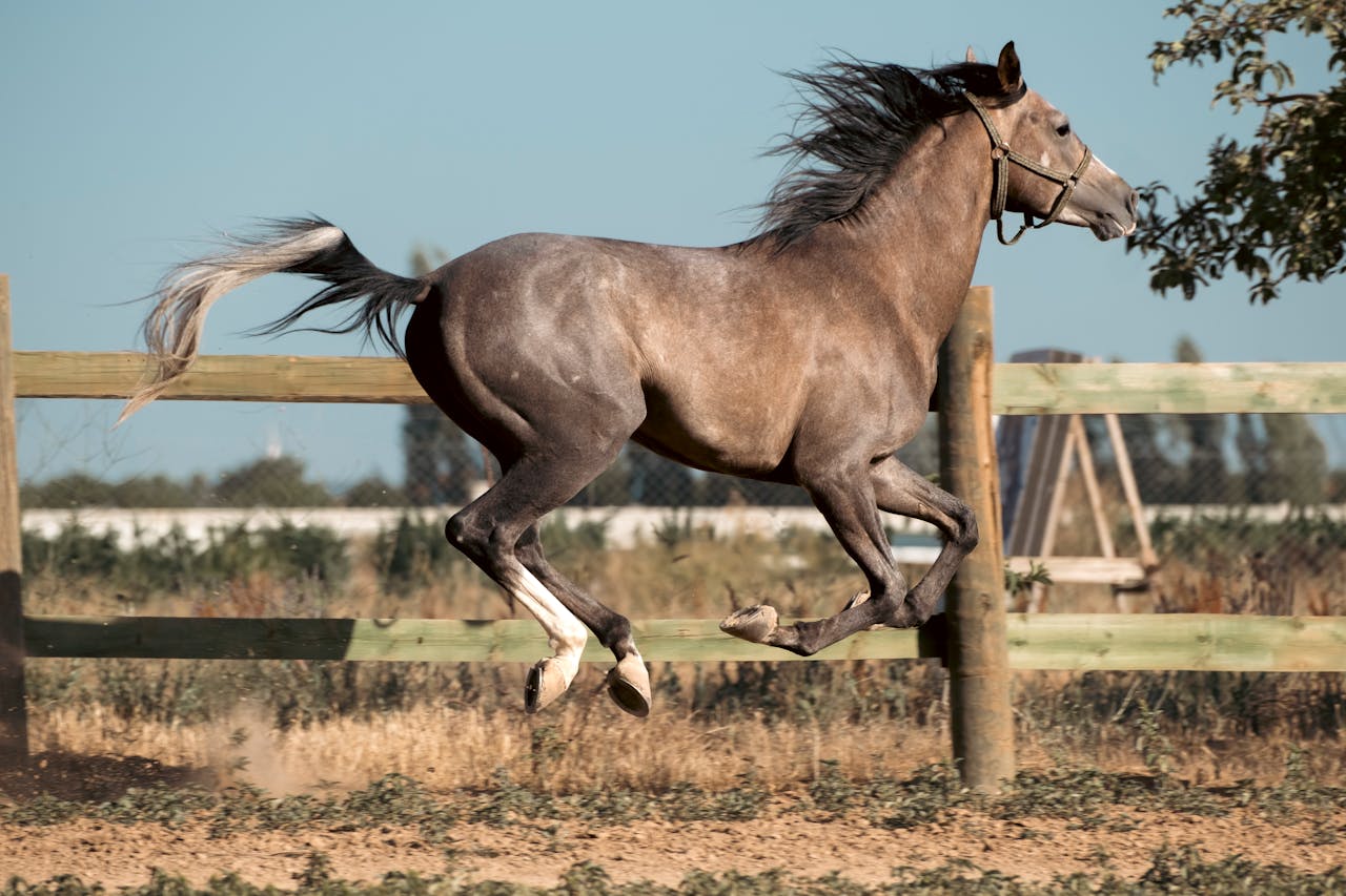 A stunning image of a horse galloping freely in an outdoor farm setting in Konya, Turkey.