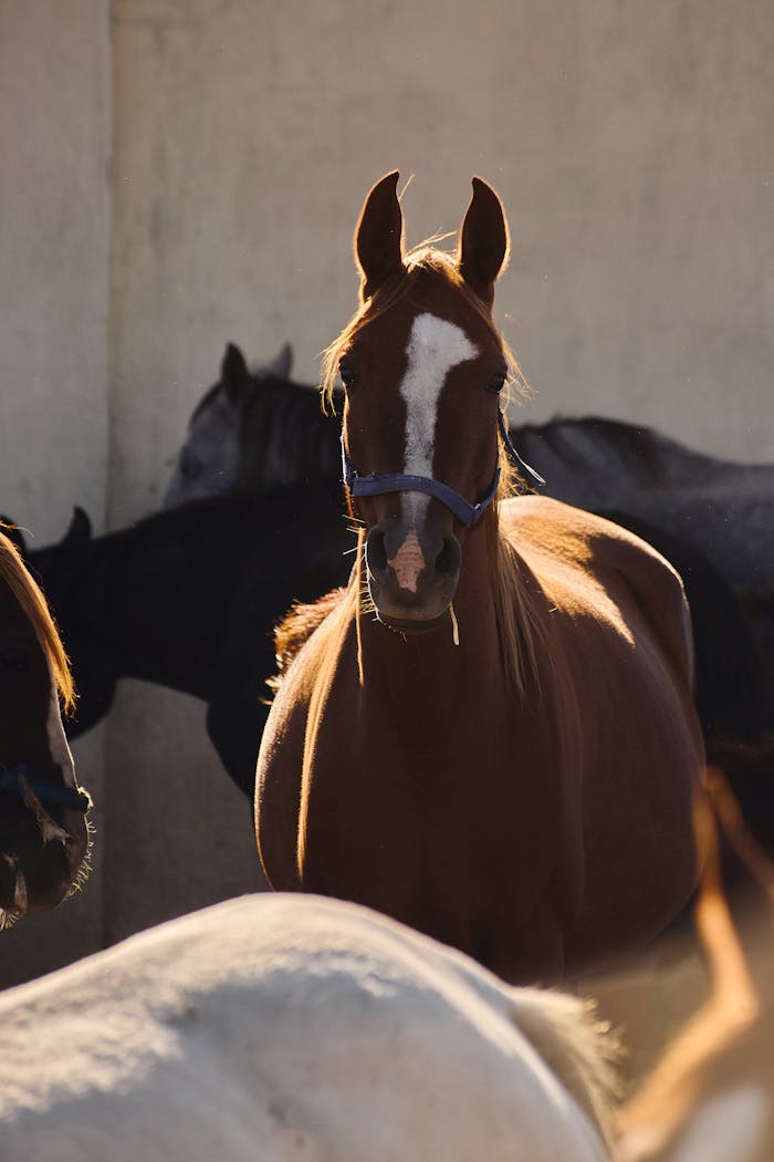 Stunning chestnut horse in a sunlit stable with other horses in the background.