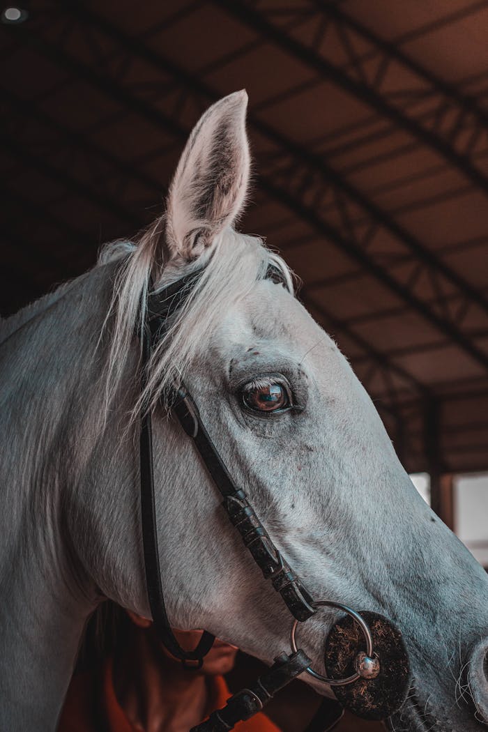 Close-up of a white horse in a barn, Ankara, capturing its majestic presence.